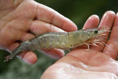 That box of frozen shrimp used for bait