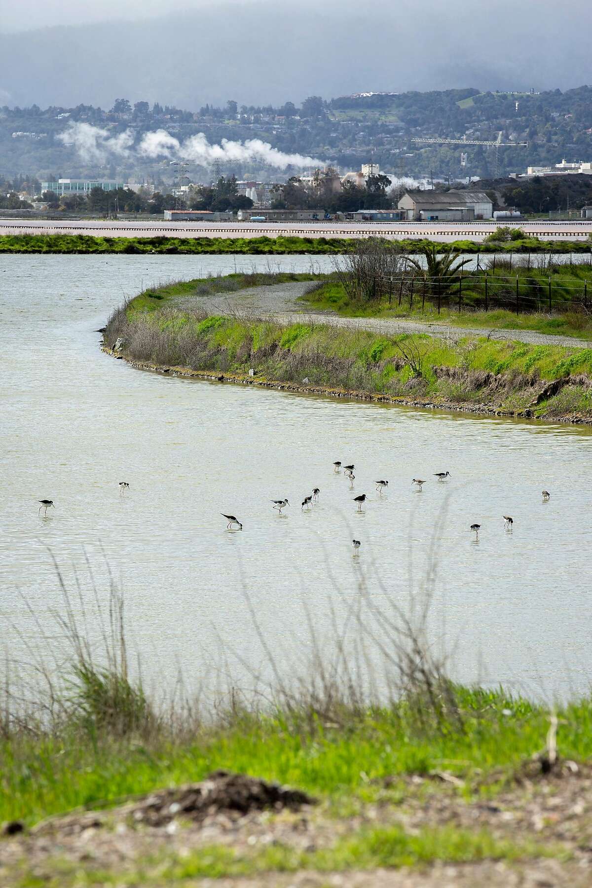 Birds at the Cargill property near the salt ponds on Tuesday, March 12, 2019, in Redwood City, Calif.
