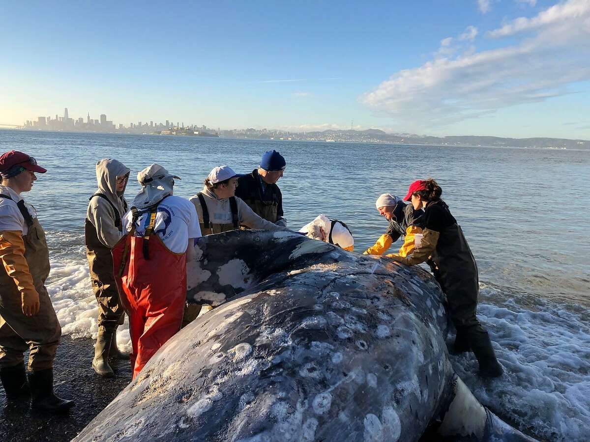A gray whale carcass is examined by expertsfrom The Marine Mammal Center and its partners at California Academy of Sciences at Angel Island State Park Tuesday morning.
