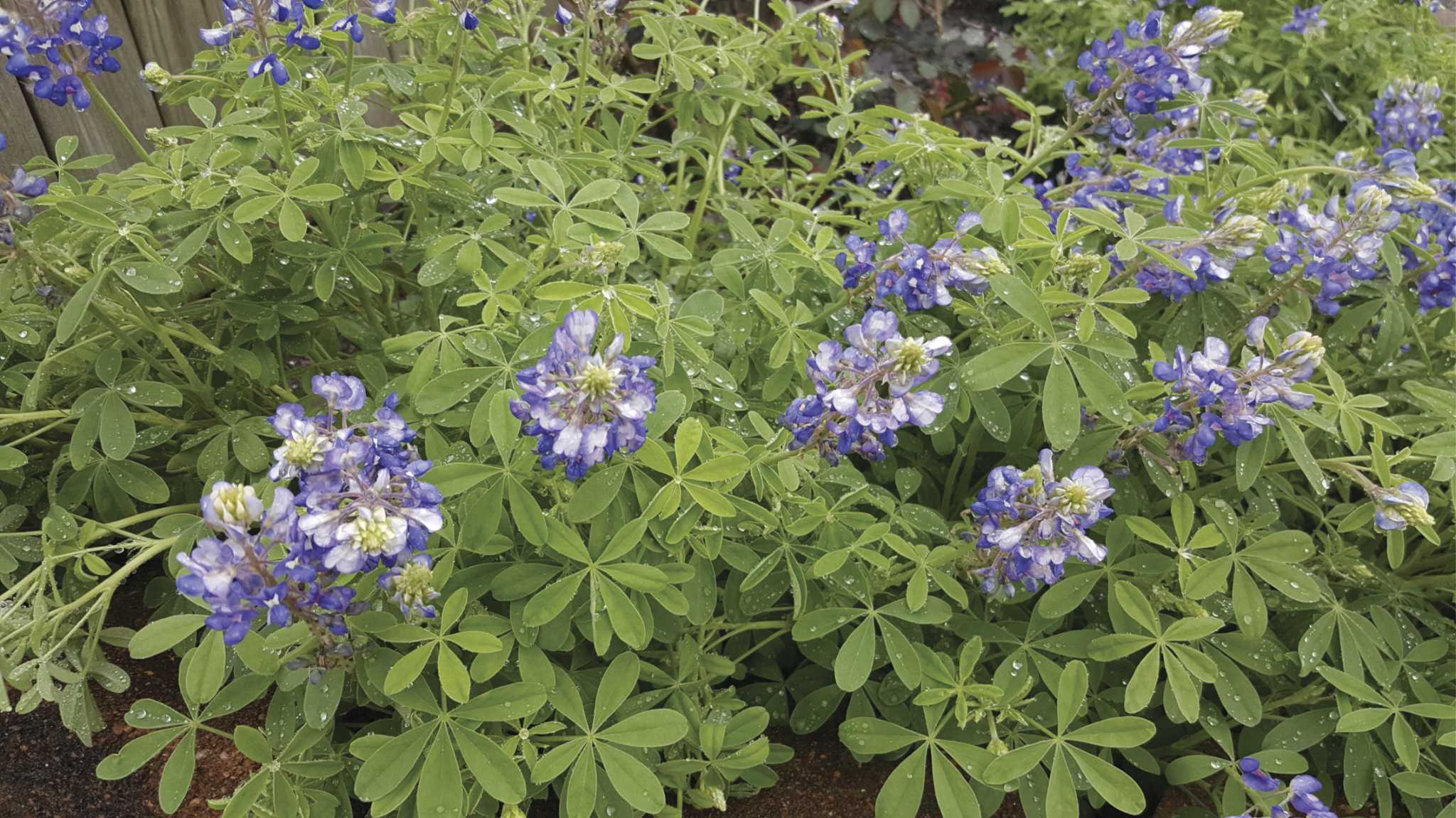 Michael Potter Blooming Texas Wildflowers A Welcome Sight