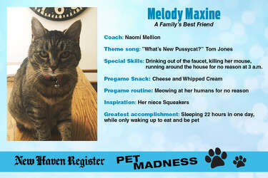 New Haven Pet Madness The Adorable 8 New Haven Register
