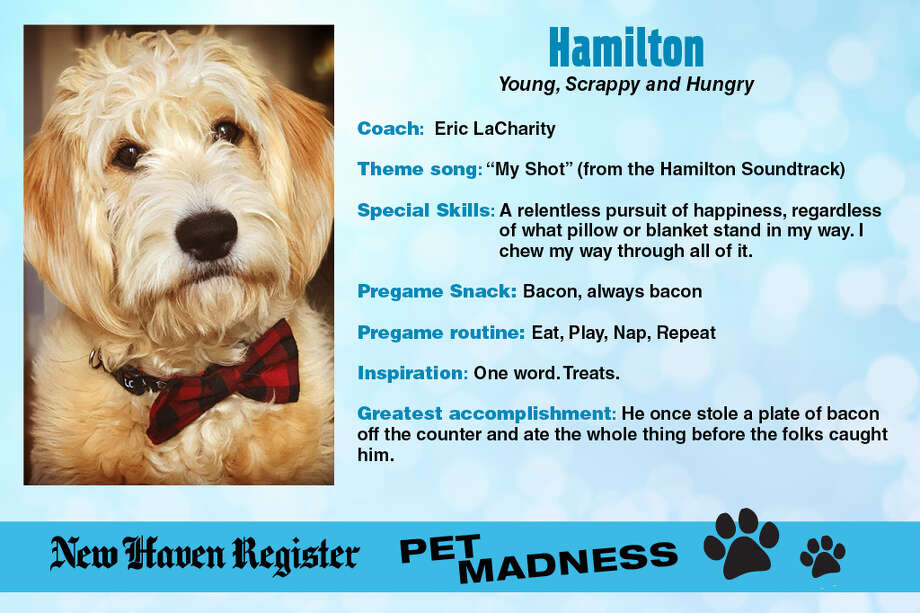 New Haven Pet Madness Championship Round New Haven Register