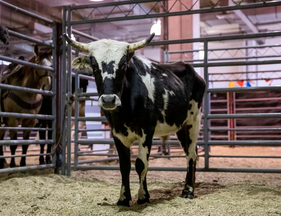 Rodeo steer injured during wrestling event had pinched nerve, is now OK