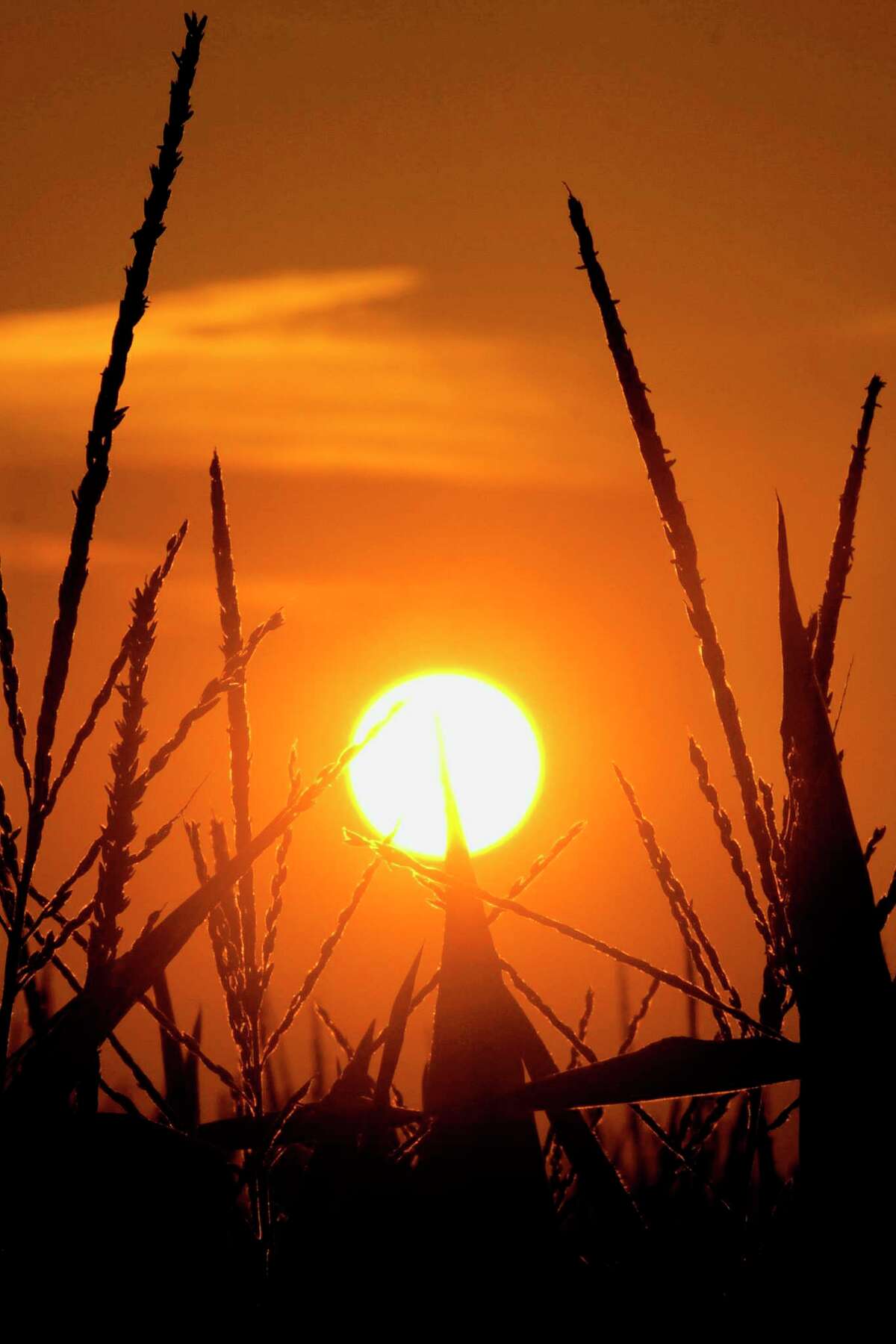 ADVANCE FOR USE TUESDAY, MARCH 19, 2019 AND THEREAFTER-FILE - In this July 15, 2012 file photo, the sun rises over corn stalks in Pleasant Plains, Ill., during a drought. An AP data analysis of records from 1999-2019 shows that in weather stations across America, hot records are being set twice as often as cold ones.