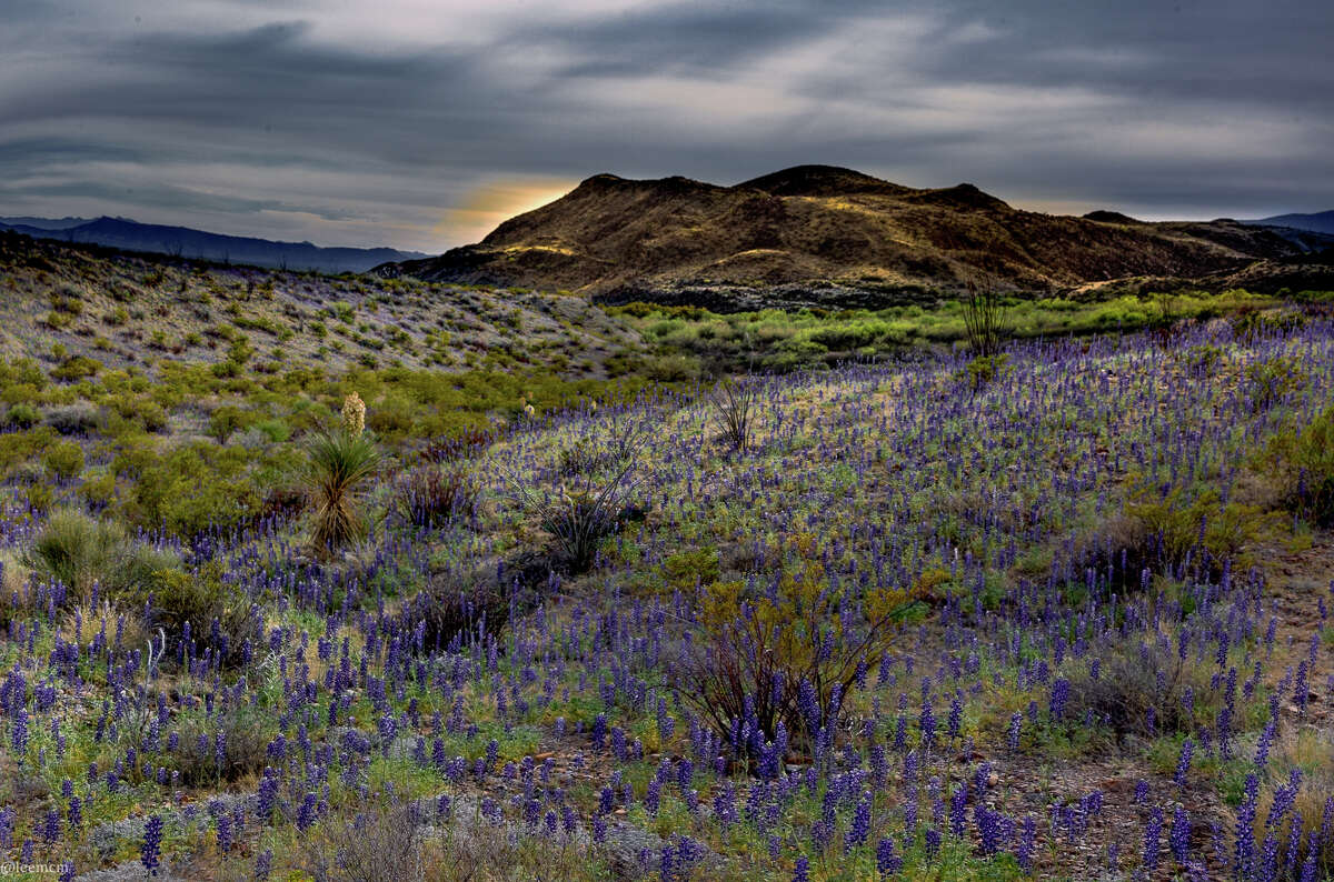 Big Bend photographer captures the beauty of largest bloom