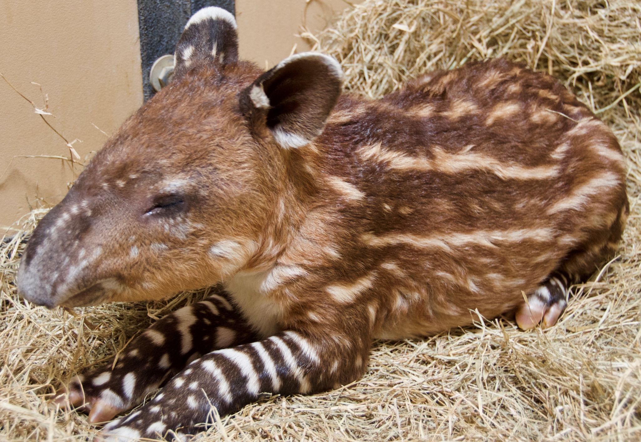 zoo tapir houston tiny newest born member through exhibit resident alert meet