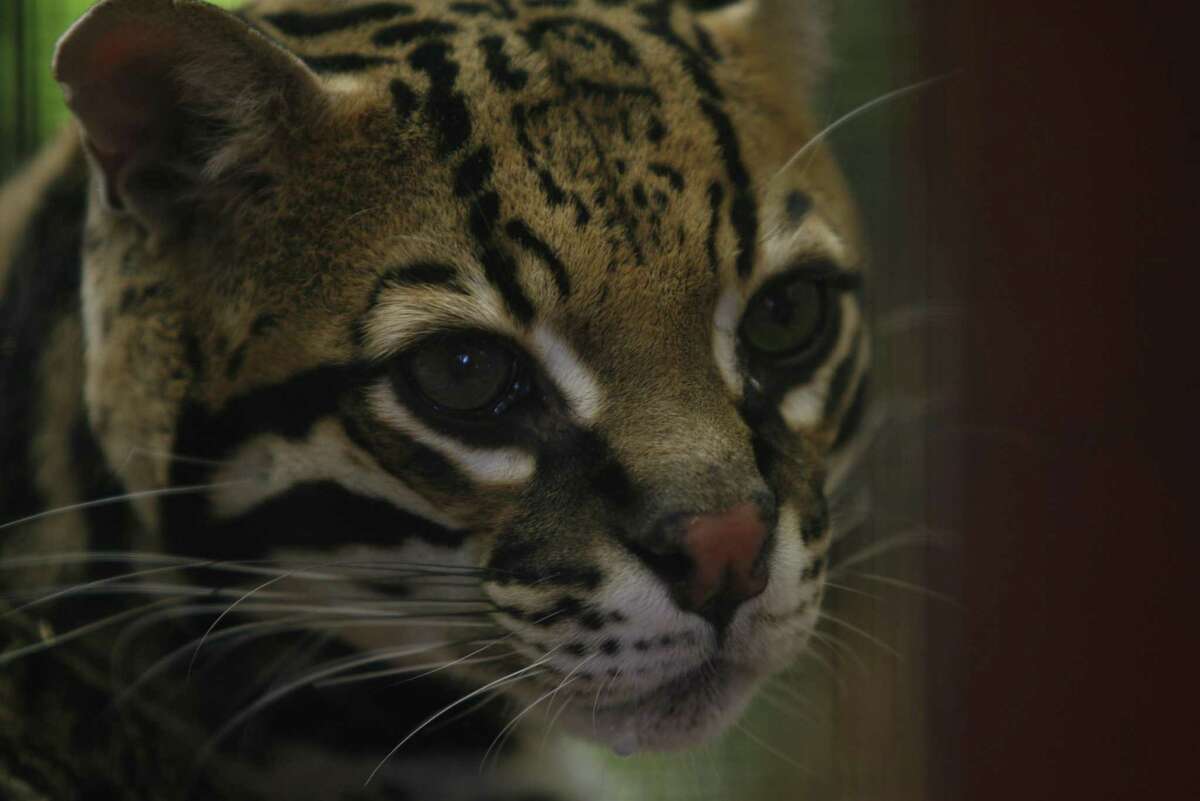 The ocelot is an endangered species found in South Texas. Federal regulators gave the proposed Annova LNG export terminal at the Port of Brownsville the green light in an environmental report alongside a warning about habitat fragmentation for the endangered ocelot, jaguarundi and aplomado falcon, if other similar projects are also approved.