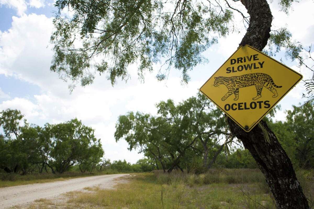 Feds echo endangered species concerns in Annova LNG review