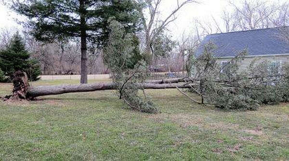 A large evergreen tree rests in a yard after being uprooted by strong winds that moved through the region Thursday and into Friday morning. Jacksonville saw sustained winds of 33 mph and gusts that reached 49 mph at Jacksonville Municipal Airport. Gusts of 60 mph were recorded to the east.