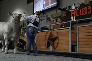 Record falls as top steer takes center stage at Houston Rodeo