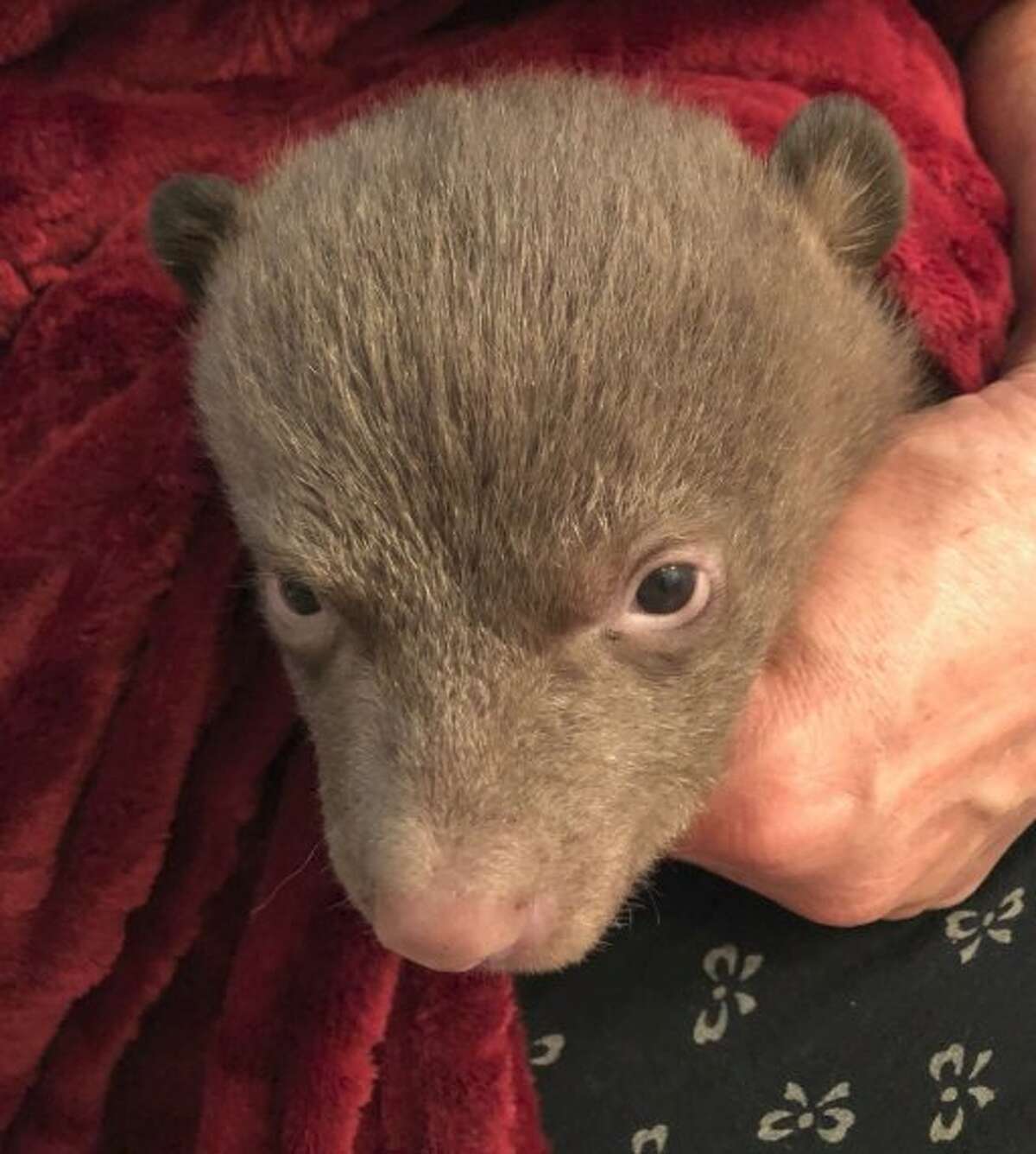 A rescued infant bear cub opens its eyes. Two infant bear cubs were found orphaned in national forest near Yreka in Siskiyou County, were transported by the Department of Fish and wildlife to Lake Tahoe Wildlife Care in South Lake Tahoe.