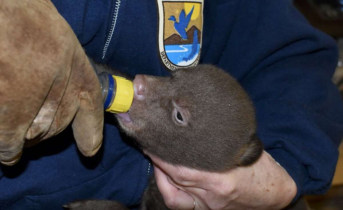 An infant bear cubs feeds from a bottle. Two rescued infant bear cubs were found orphaned in national forest near Yreka in Siskiyou County, were transported by the Department of Fish and wildlife to Lake Tahoe Wildlife Care in South Lake Tahoe.