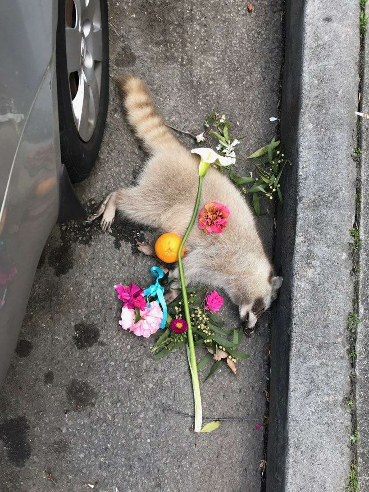 Oaklanders create memorial for dead raccoon near Lake Merritt