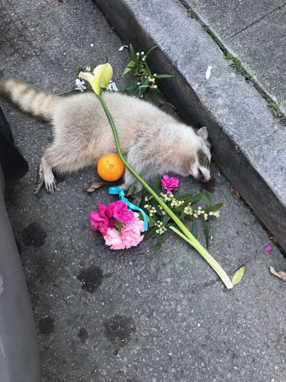 Oakland residents created a memorial to a dead raccoon after it was found on the side of the road in the city's Adams Point neighborhood.