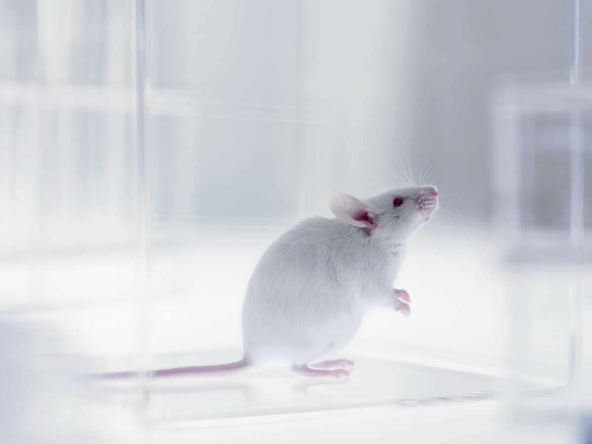 A lab mouse.