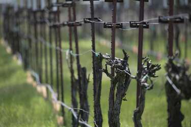 Haak Vineyards In Santa Fe Turning Heads With Award Winning Wines Houstonchronicle Com