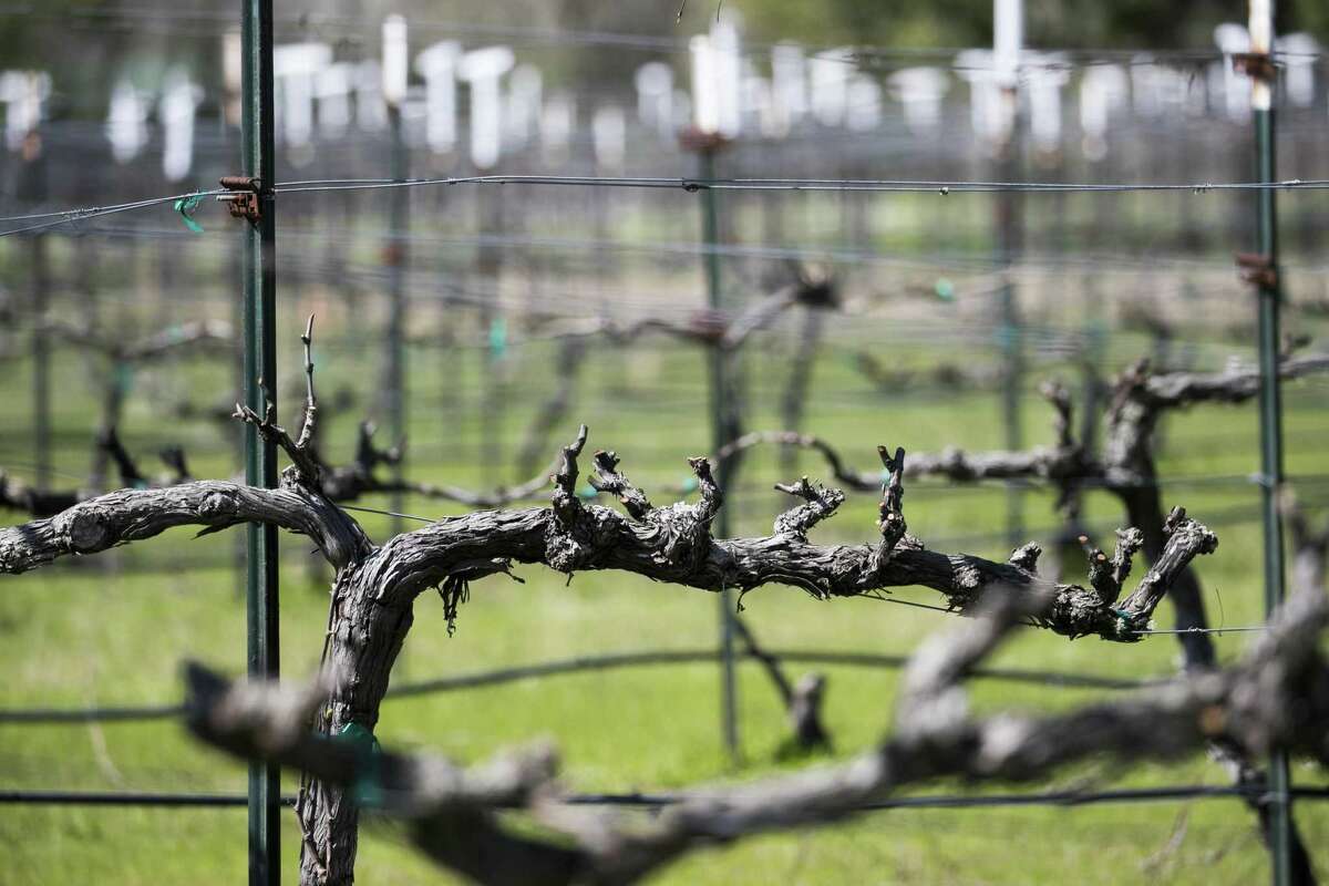 Haak Vineyards in Santa Fe turning heads with awardwinning wines