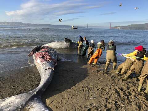 A Dead Gray Whale Washed Up At Sfs Ocean Beach Should You