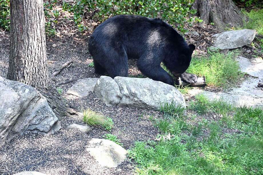 Ct Black Bear Law Would Expand Hunting Permits Connecticut