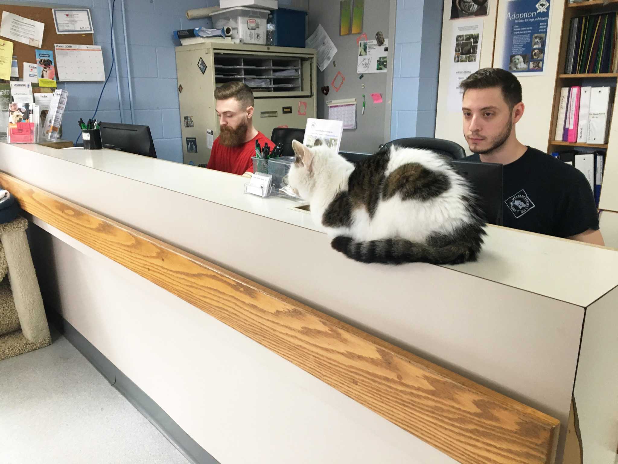 New milford animal shelter ct sale