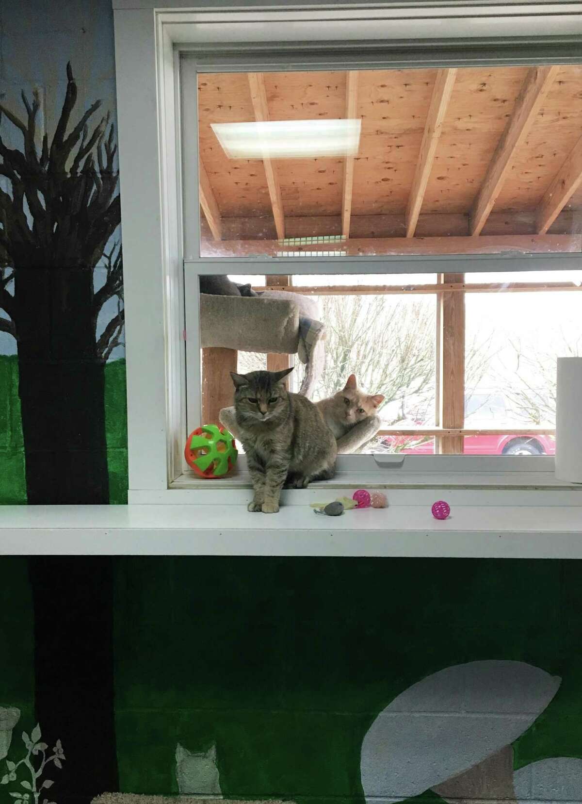 Two cats lounge in the indoor/outside room at the New Milford Animal Welfare Society shelter. The shelter is going to be renovated and expanded, adding 1,300 square feet of space. Friday, March 15, 2019.