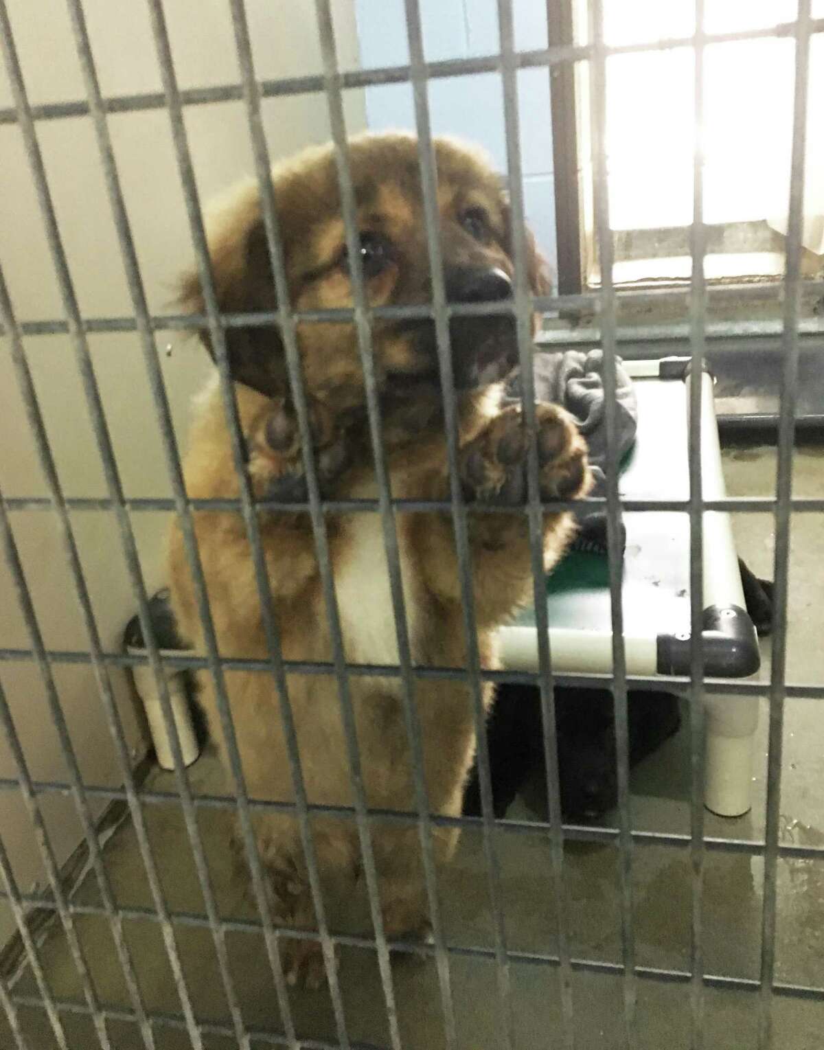 Renovations needed 3 people, 3 dogs and a bird share office at New