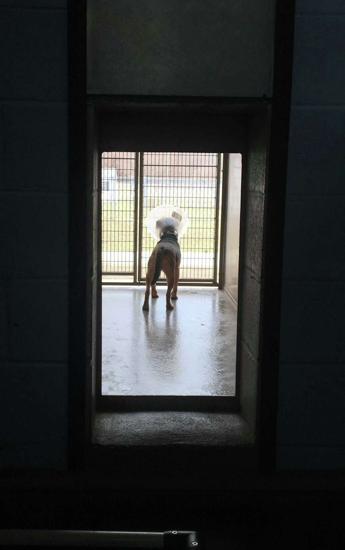 New Milford Animal Welfare Photos All