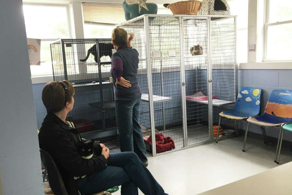 Renovations needed 3 people, 3 dogs and a bird share office at New