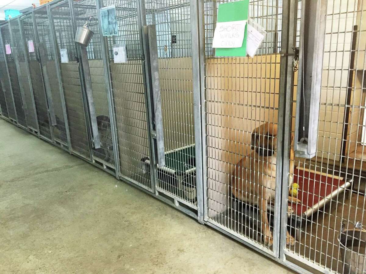 Renovations needed 3 people, 3 dogs and a bird share office at New