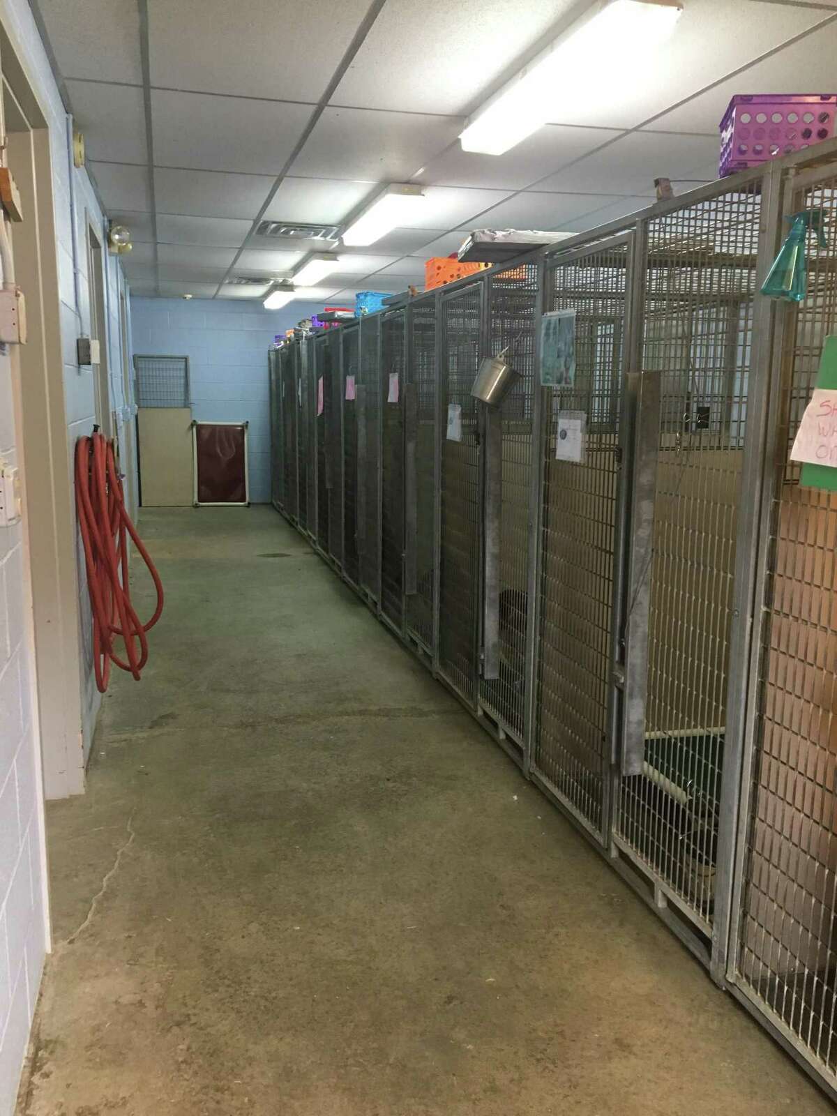 Renovations needed 3 people, 3 dogs and a bird share office at New