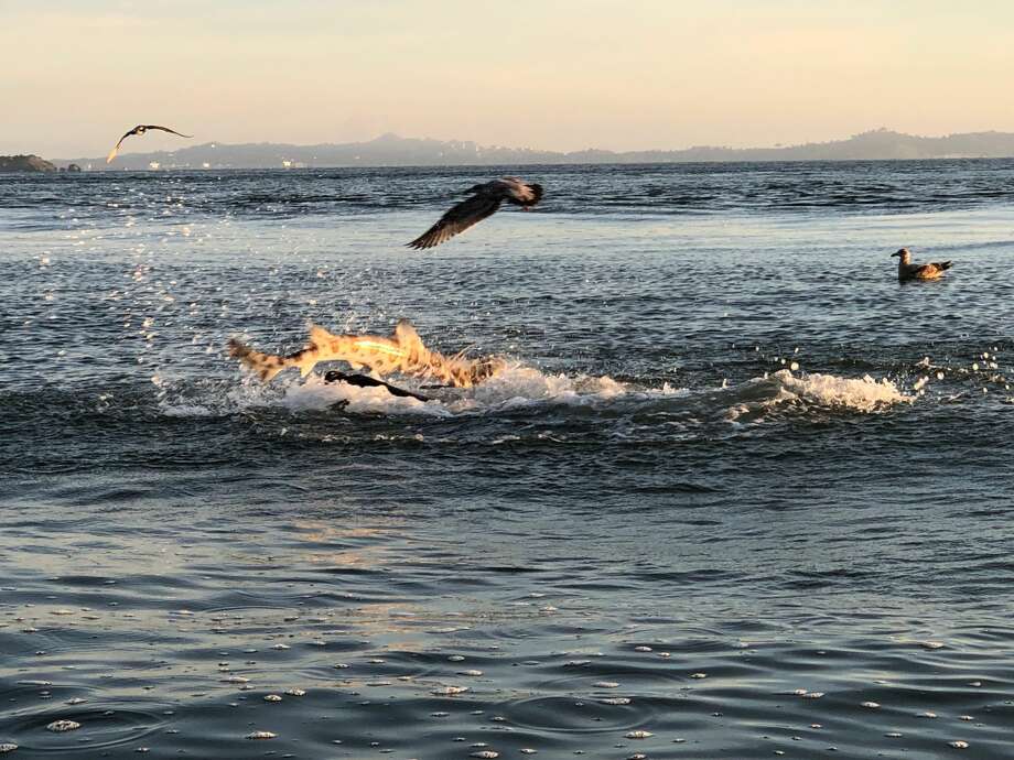 Crazy Photos Show Sea Lion Attacking Leopard Shark Near