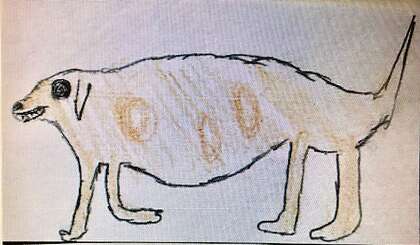 Tam Valley Coyote Is Seen Fat Shamed And Captured In A Drawing