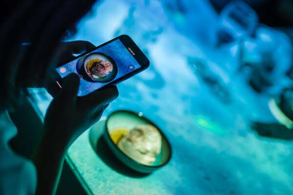 How much would you pay for a dinner built for Instagram?