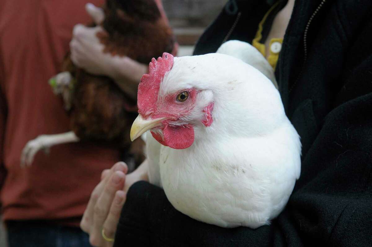 Churchill Albany takes another peck at backyard chickens