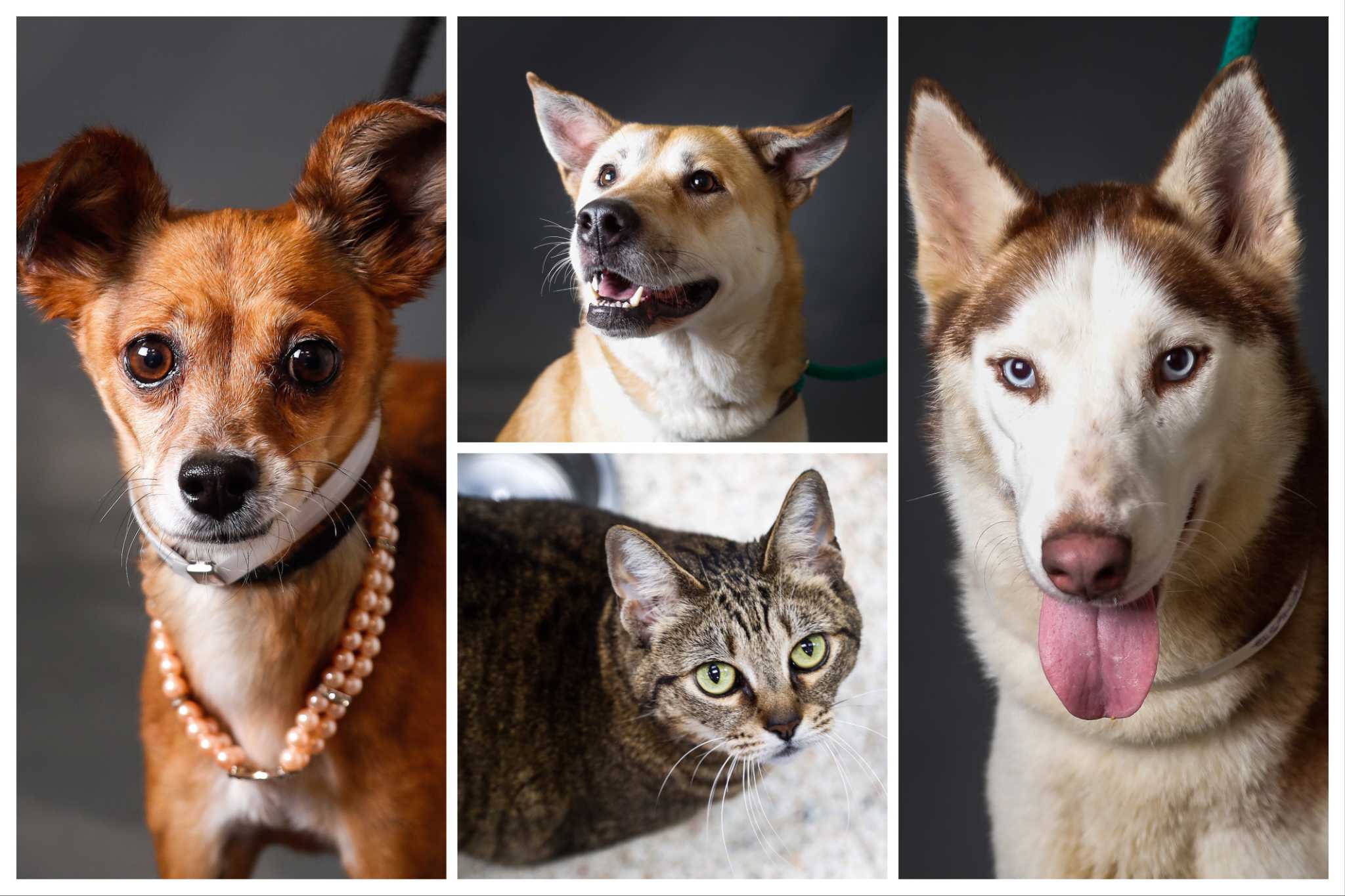  Humane  Society  slashes adoption  fees for dogs cats  at 