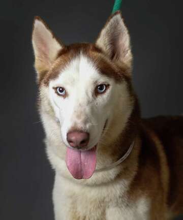 Humane Society Slashes Adoption Fees For Dogs Cats At Shelter