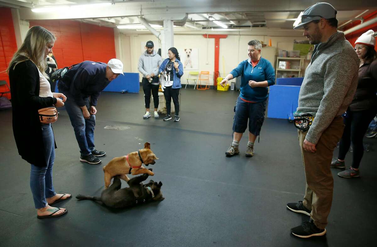 Cooper and Biggie play during a Kindergarten class for puppies at the SF Puppy Prep school for dogs in San Francisco, Calif. on Saturday, March 16, 2019.