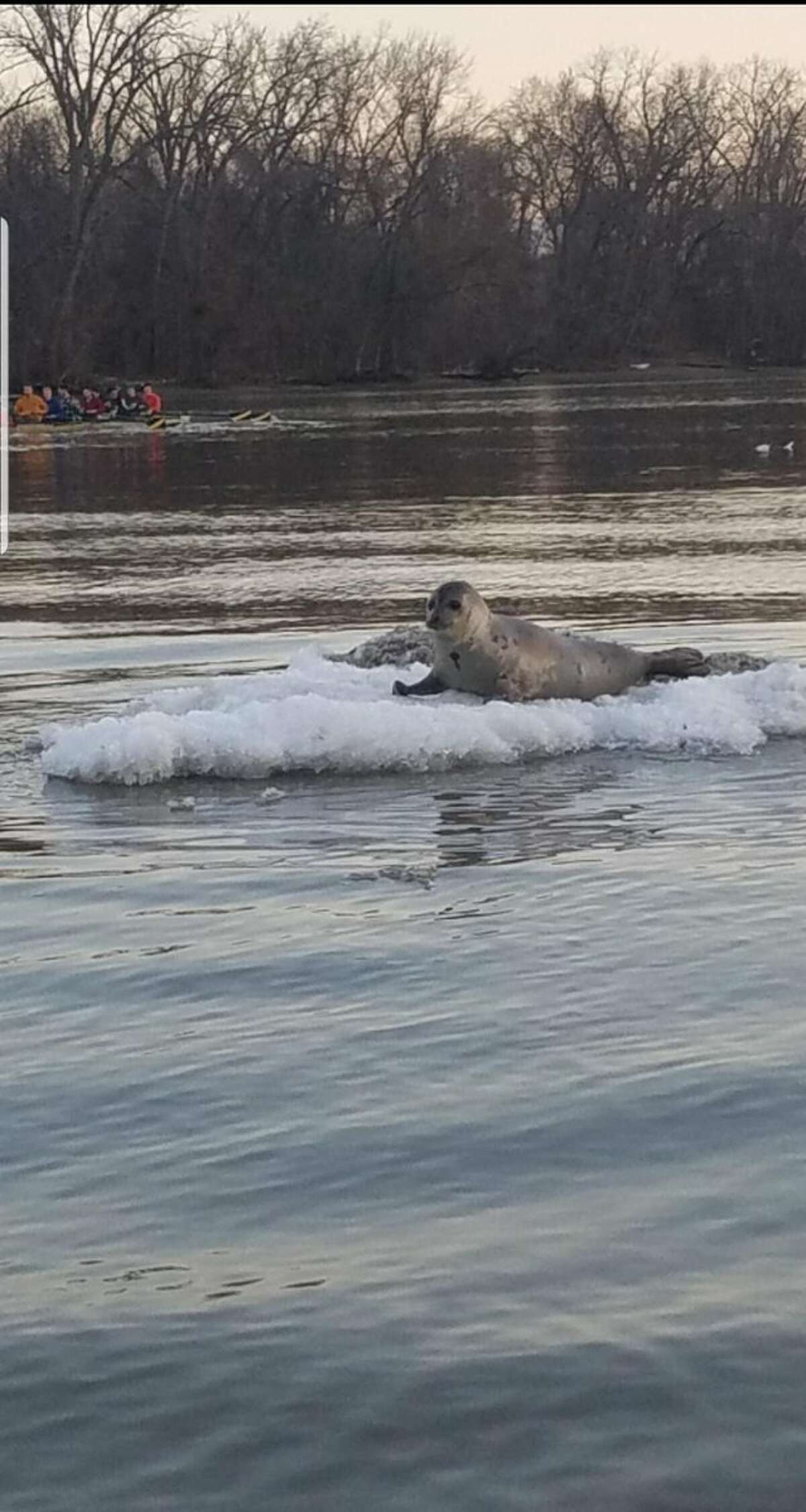 The harp seal was spotted on an ice floe Monday, March 18, 2019, on the Hudson River in Albany, according to the state Department of Environmental Conservation.