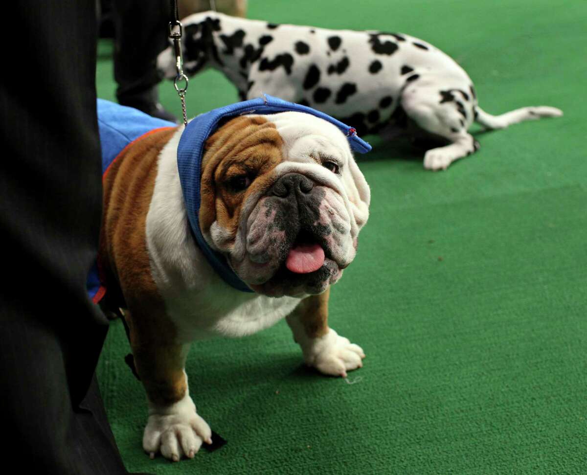 2011 Westminster Kennel Club Dog Show