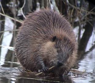 CT Beaver video shows the cutest dispute over a stick
