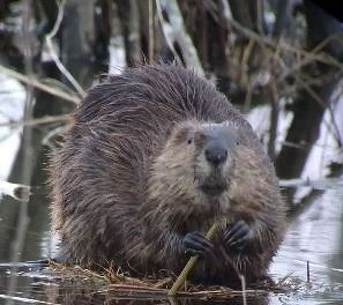 CT Beaver video shows the cutest dispute over a stick