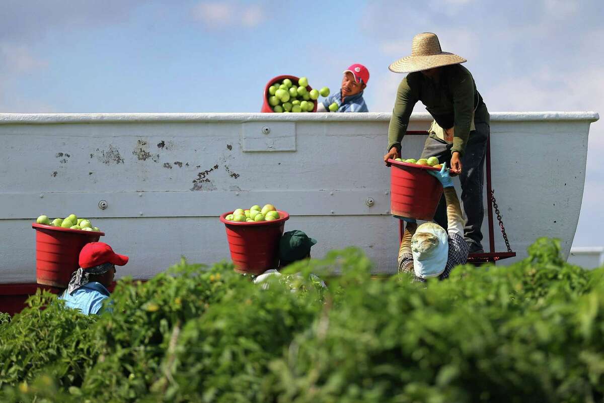 This 2013 photo shows workers filling a trailer with tomatoes in Florida City, Florida. The U.S. and Mexico had just reached a tentative agreement on cross-border trade in tomatoes, providing help for the Florida growers who said the Mexican tomato growers were dumping their product on the U.S. markets. (Photo by Joe Raedle/Getty Images)