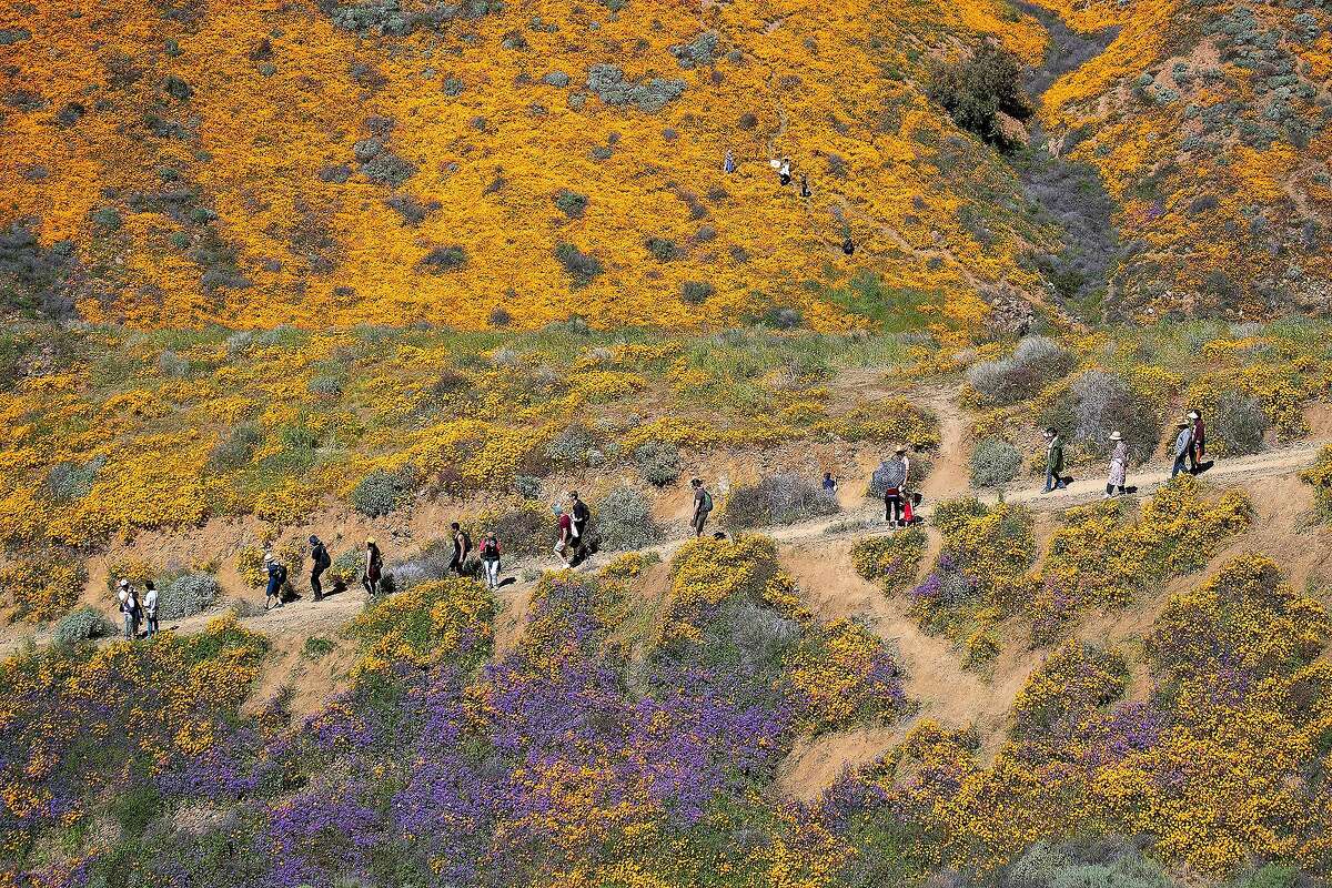 Surrounded by the wildflower super bloom, large crowds hike amid the poppies while taking in the rare scenery of the Lake Elsinore Poppy Fields in Walker Canyon after the city closed the area in Lake Elsinore, Calif., on March 18, 2019. Calling the stampede a "poppy nightmare," Lake Elsinore officials announced they had shut access to the popular poppy fields in Walker Canyon, where crowds had descended in recent weeks to see the super bloom of wildflowers. "The situation has escalated beyond [our] available resources," Lake Elsinore said on its City Hall Facebook page. "No additional shuttles or visitors will be allowed into Walker Canyon. This weekend has been unbearable [for] Lake Elsinore." The area was reopened Monday. (Allen J. Schaben/Los Angeles Times/TNS)