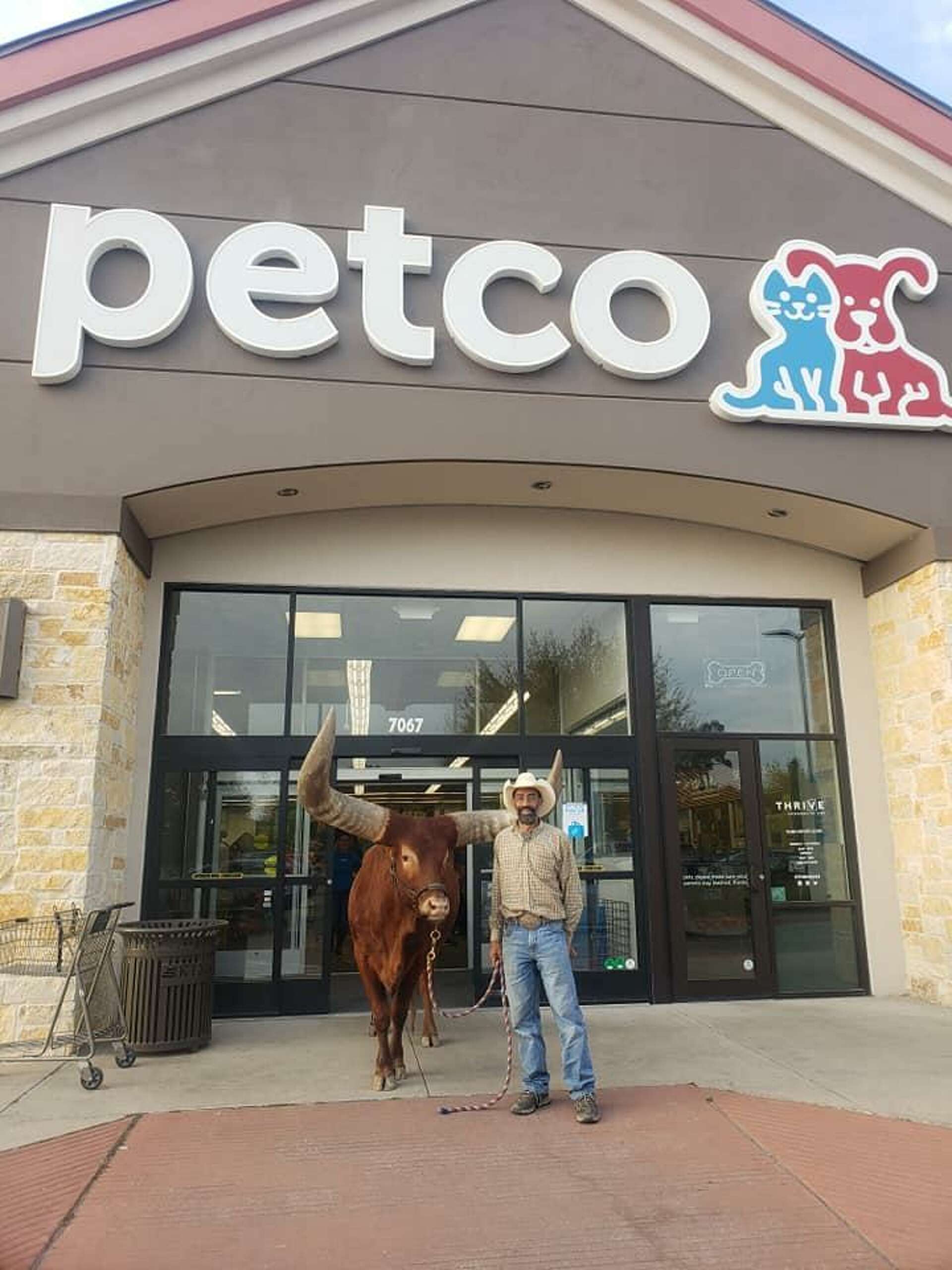 Oliver the African Watusi makes a surprise visit to Atascocita Petco