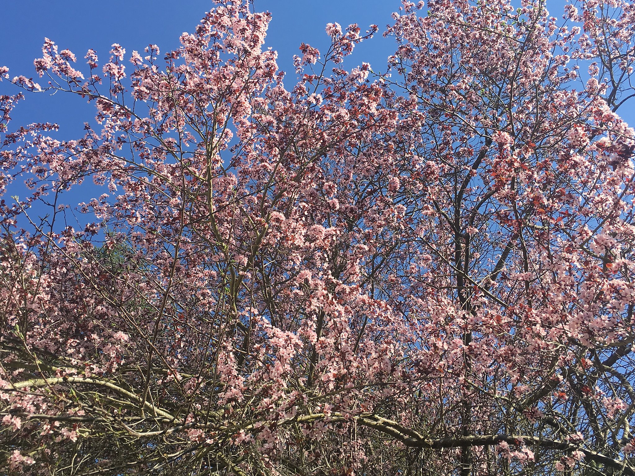 Healing Amid The First Cherry Blossoms Of Spring Sfchronicle Com