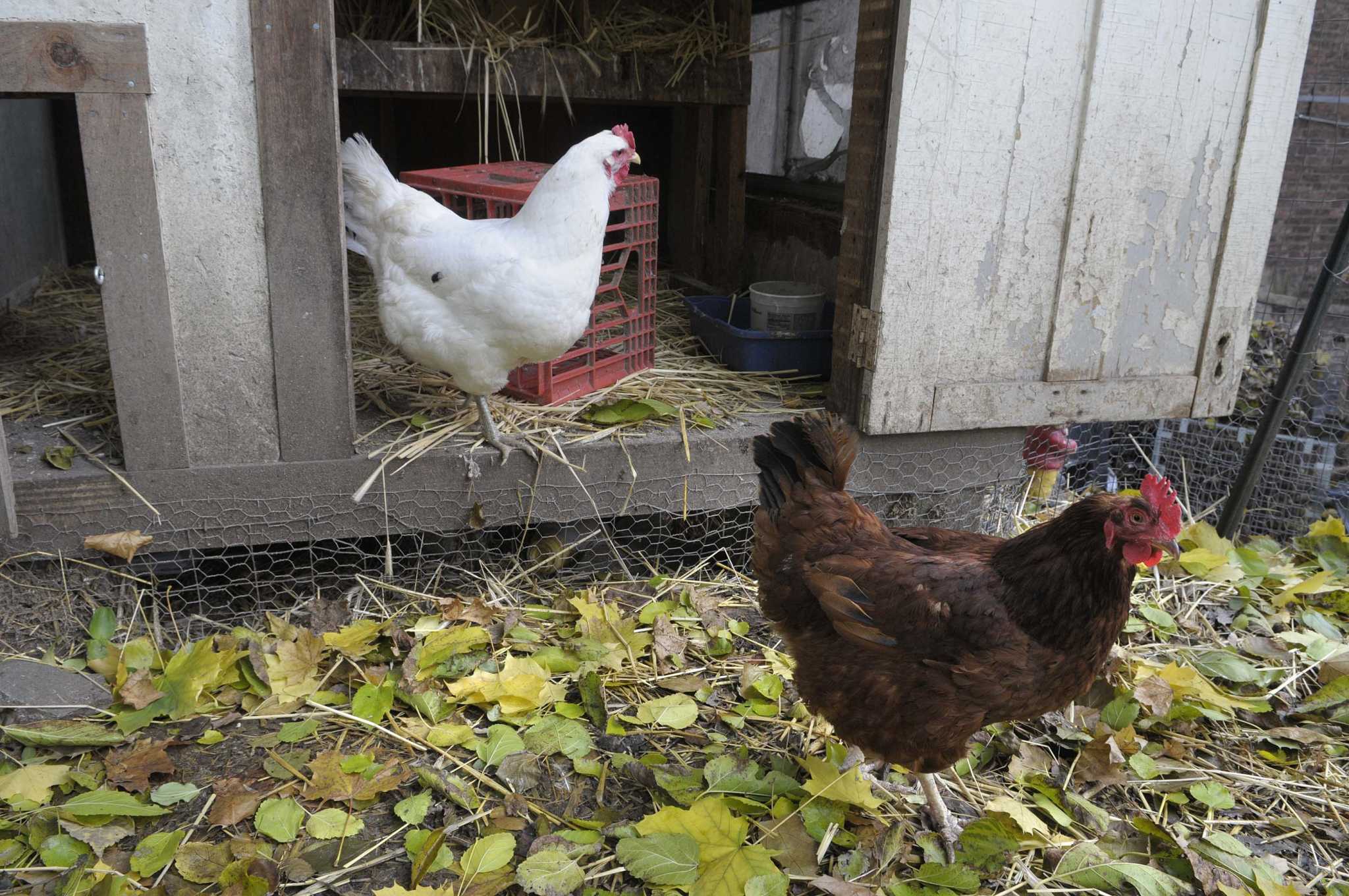 Albany Council Votes To Allow Backyard Chickens