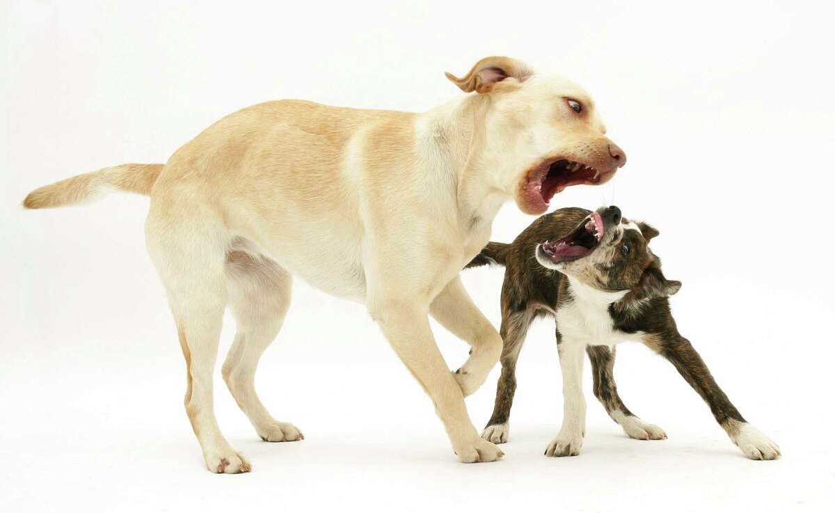 How to help dogs stop fighting in the house