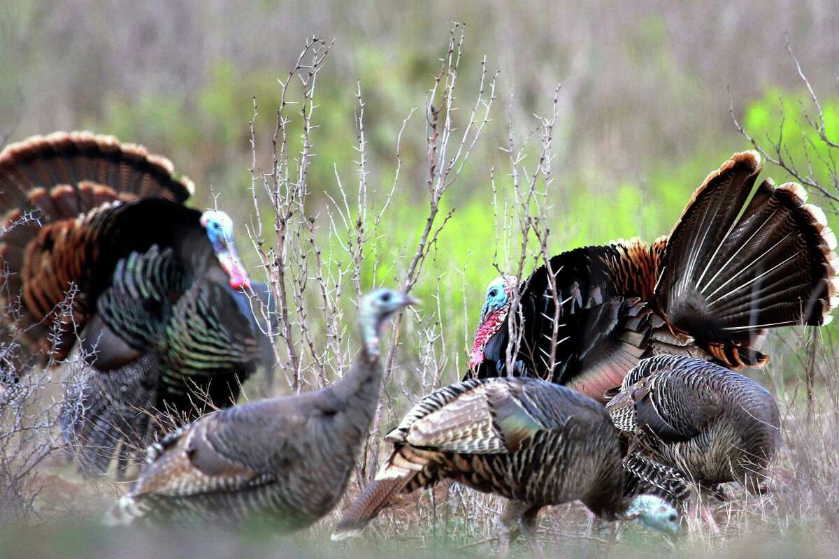 Trophy gobblers abound, but they won’t be easy targets