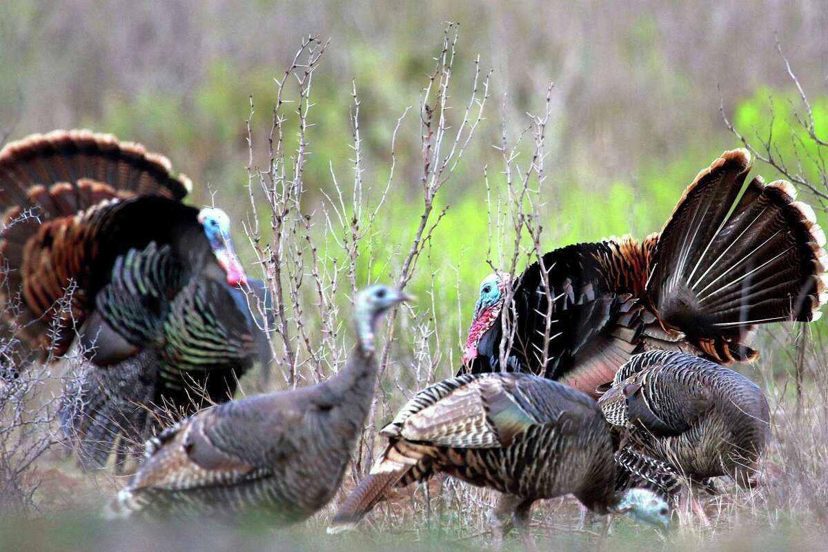 Hunters afield during the early part of Texas' 2019 spring turkey season may encounter long-bearded gobblers "henned up" and hard to call away from female birds. Toms should be more cooperative later in the season, after hens begin nesting and incubating eggs.