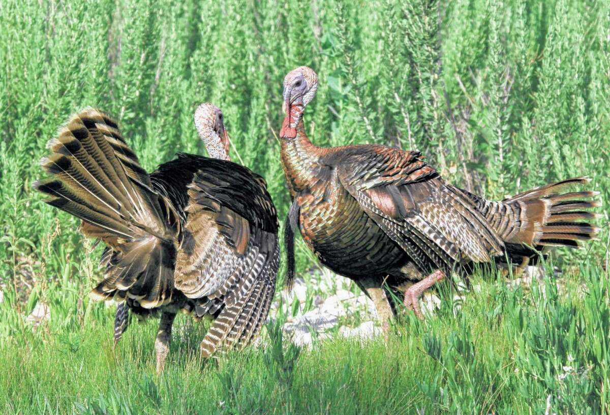 Trophy gobblers abound, but they won’t be easy targets